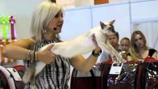 Балинез на выставке ИнфоКот. Balinese breed on Infocat