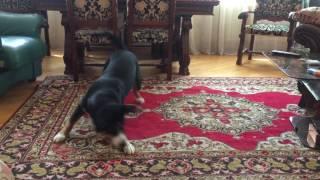 Собака танцует Лезгинку / Dancing Dog