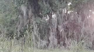 RIDING THE ACE BASIN EAST OF EDISTO