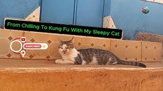 From Chilling To Kung Fu With My Cat