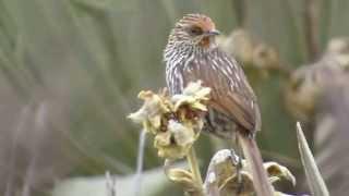 Many-striped Canastero, Asthenes flammulata, Paramo de Sumapaz, Bogota Birding