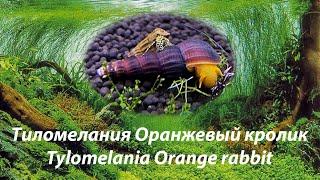 Тиломелания Оранжевый кролик / Tylomelania Orange rabbit #Tylomelania #оранжеваятиломелания