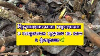 Давайте разбираться, стоит ли укрывать крупнолистную гортензию в зиму на юге#гортензия