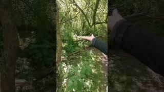 Feeding a Robin by Hand