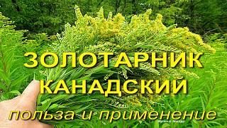 Золотарник канадский. Польза и применение.