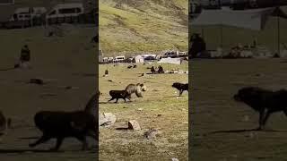 Kangal Dogs vs huge Bear | Who do you think is stronger?