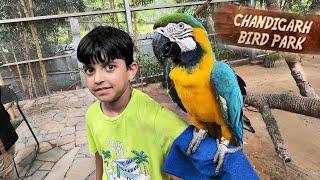 Kitna Cute Parrot Mil Gaya  | Chandigarh Bird Park | Yaatri