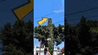 This Dog Climbed a Tree Chasing a Squirrel  #shorts #rescue #dog