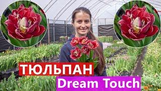 Тюльпан Dream Touch (Дрім Тач) 