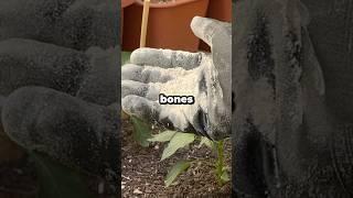 What Is Bone Meal and Why Do Plants Love It? #shorts