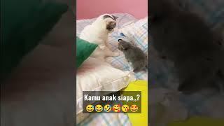 Kucing lucu||cute||kitten#youtubeshorts