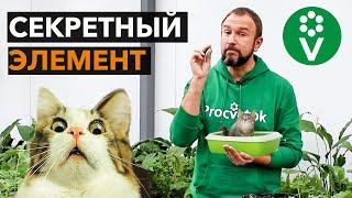 От этого средства корни рассады растут как сумасшедшие!