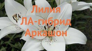 Лилия ла-гибрид Аркашон (lilium la-hybrids arcachon)  обзор: как сажать, луковицы лилии Аркашон