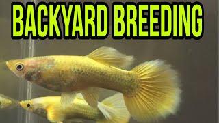 Backyard breeding Gold Guppy, Pdert Guppy. Natural outdoor set up