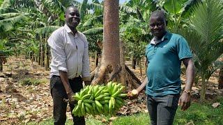 Meet Northern Uganda's Biggest Banana Farmer | How to Start a Successful Banana Farm in Uganda?