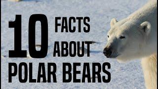 10 Interesting Facts About Polar Bears for Children: Learn About Polar Bears for Kids - FreeSchool