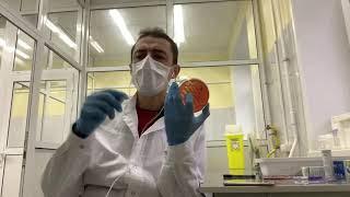 Роль гемолитического стрептококка Streptococcus agalactiae в заболеваниях человека и животных