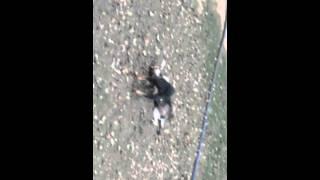 the baby dogs playing