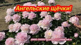 Розовый пион ANGEL CHEEKS / Сад Ворошиловой