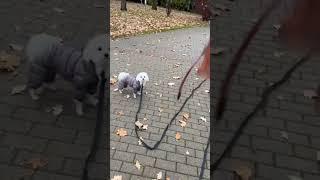 Пошаговое обучение на собаке