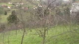Trabanco-Among the Old (I meant to say young!) apple Trees