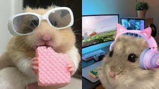 Some Funny Hamster Videos To Improve Your Day  Hamster Compilation! 