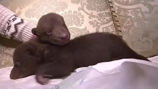 Newborn Baby Bear Cubs Found in Dumpster