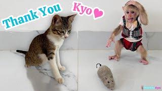 The kitten is confused when monkey Kyo brings home a stuffed mouse!