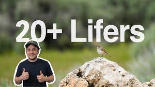 The Most INCREDIBLE Day of Birding at Antelope Island