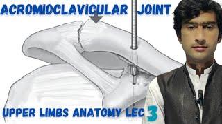 Acromioclavicular joint AC joint by zawar yousafzai #medexplora upper limbs anatomy in Urdu Hindi