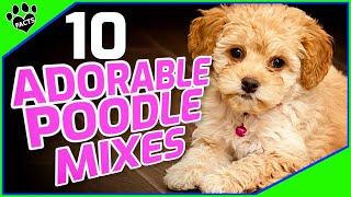 Top 10 Poodle Mix Breeds Small Doodle Dogs 101