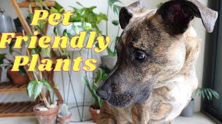 My Top 10 Pet Friendly Plants