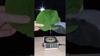  Music Tesla Coil #experiment #leaf #shorts