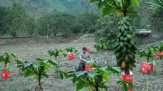 Single dad Jack:Gardening, planting papaya trees in the forest and harvesting after 6 months of care