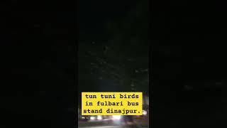 tun tuni birds in fulbari  bus stand dinajpur.
