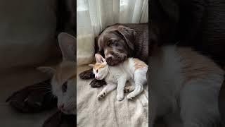 Dog and kitty sleeping #dog #kitty #kittycat #short #shortvideo