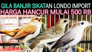 BANJIR BURUNG SIKATAN LONDO IMPORT HARGA HANCUR MULAI 500 RB DI PASAR BURUNG PRAMUKA HARI INI