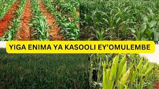 YIGA BUSINESS Y'OKULIMA KASOOLI