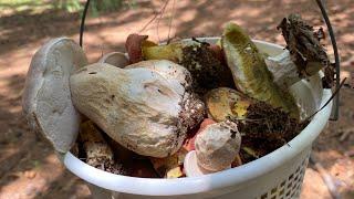 Boletus Mushrooms Foraging in South Carolina. Собираем Грибы В Нашем Лесу | Рекордное Количество!