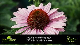 Echinacea purpurea SunSeekers 'Salmon' - Purpursonnenhut