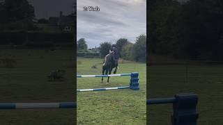 Who jumped it best?  #horse #equestrian #jump #bitless #cute #jumping #horsemanship #pony #fyp