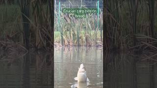 Crucian carp bite on bread #cruciancarp #crucian #fishing #pondfishing #pond #shorts