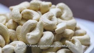 Are cashews poisonous?