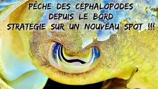 Pêche des céphalopodes depuis le bord, méthode de prospection d’un spot très prometteur !!