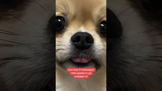 ШПИЦ ИЗДЕВАЕТСЯ #pomeranian #шпиц #померанскийшпиц #немецкийшпиц