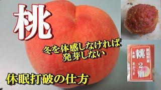 【桃を早く発芽させる】食べたモモを種から育てる、冬を体感しなければ発芽しない、休眠打破の仕方