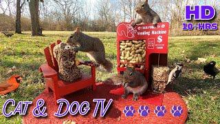 10 Hrs - Cat & Dog TV [NO MUSIC or MID-ROLL ADS] Squirrel and Birds try a Vending Machine ️