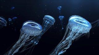 Jellyfish Animation using Cinema 4d with After Effects