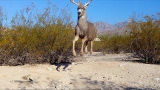 Deer fleeing when they saw me