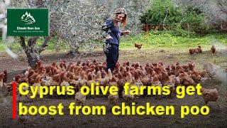 Retired Chickens revitalise olive farms organically in Europe